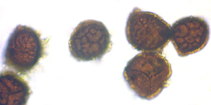 Riccia cavernosa